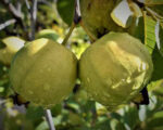 Vnr-Guava-unboxgreen-product-01-a