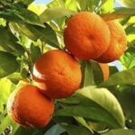Nagpur-orange-unboxgreen-product-01-a.1