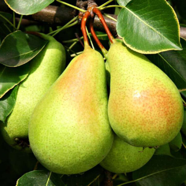 Nashpati-Indian-Pear-babugosha-unboxgreen-product-01-b.1