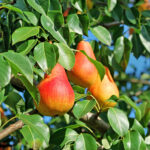 Nashpati-Indian-Pear-babugosha-unboxgreen-product-01-e.1