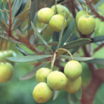 Olive-fruit-plant-unboxgreen-product-01-a.jpg