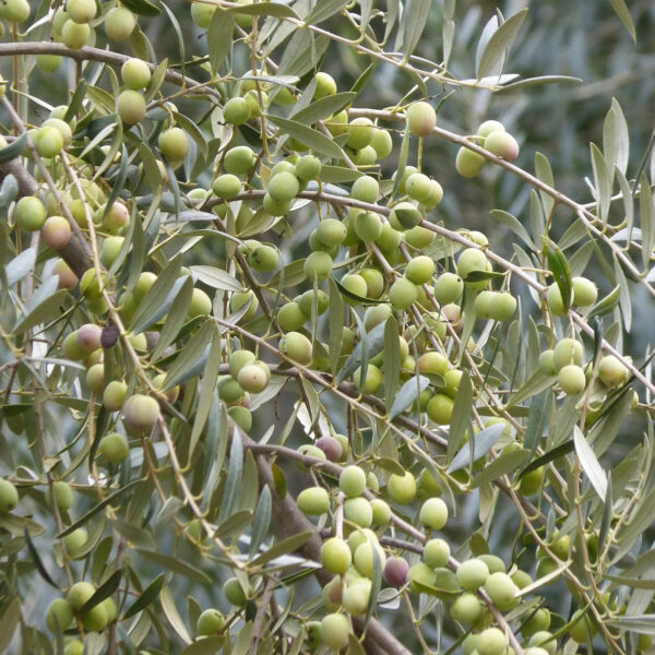 Olive-fruit-plant-unboxgreen-product-01-b
