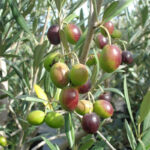 Olive-fruit-plant-unboxgreen-product-01-c