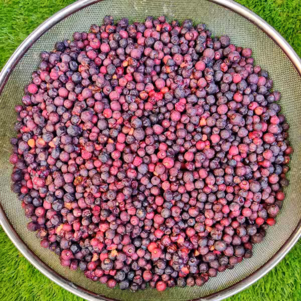Phalsa-falsa-fruit-unboxgreen-product-01-b Phalsa-falsa-fruit-unboxgreen-product-01-b