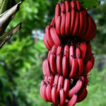Red-banana-unboxgreen-product-01-d