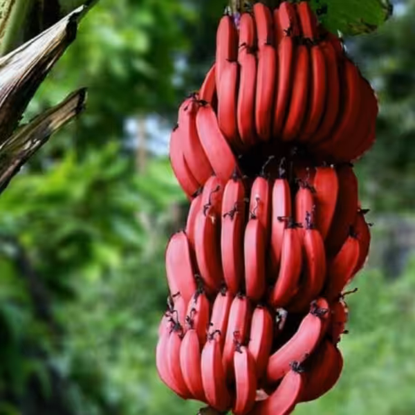 Red-banana-unboxgreen-product-01-d