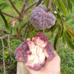 Red-custard-apple-unboxgreen-product-01-a