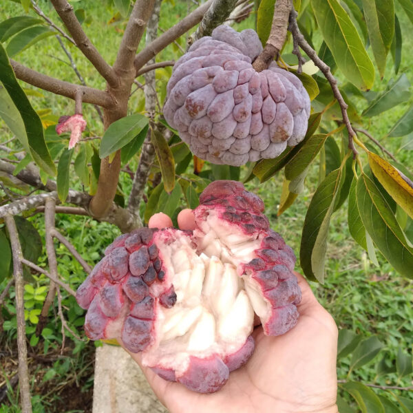 Red Custard Apple Unboxgreen Product 01 A