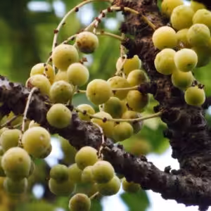 Star-gooseberry-(Or-boroi)-unboxgreen-product-01-a.1