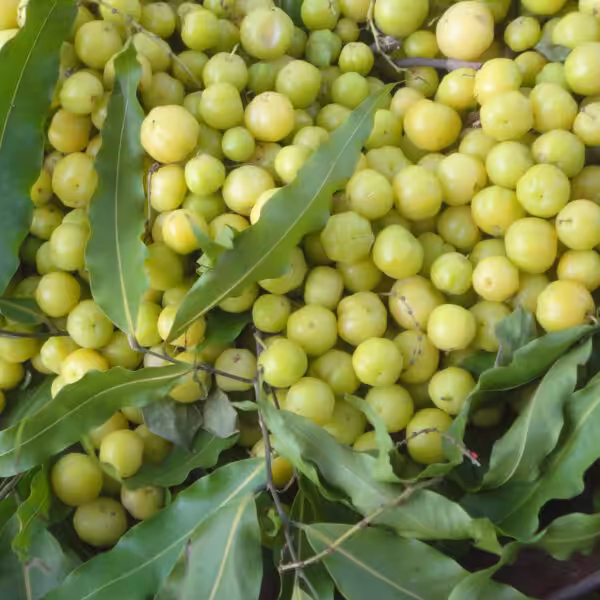 Star-gooseberry-(Or-boroi)-unboxgreen-product-01-b.1 Star-gooseberry-(Or-boroi)-unboxgreen-product-01-b.1