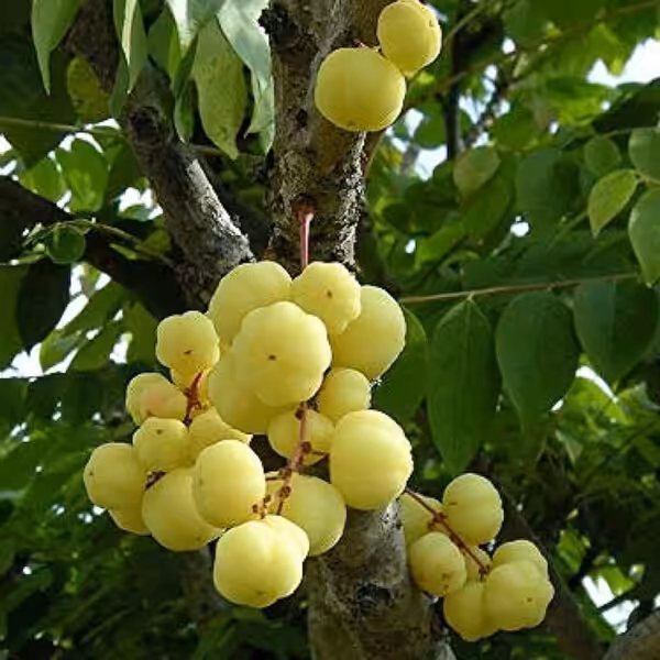 Star-gooseberry-(Or-boroi)-unboxgreen-product-01-d.1