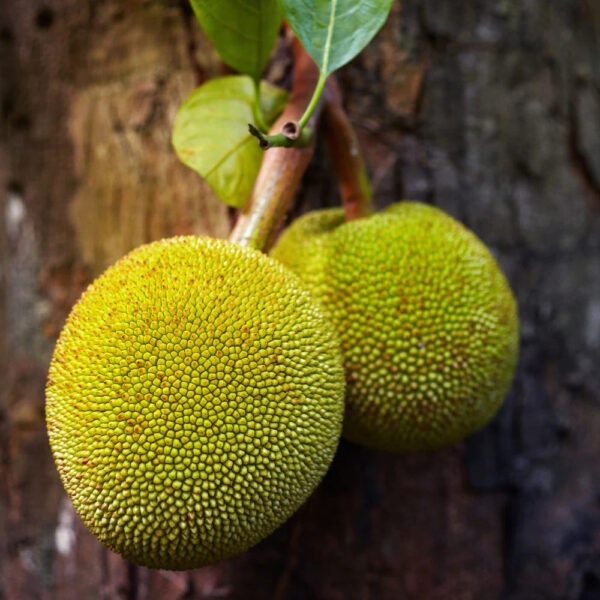 Vietnam Jackfruit Unboxgreen Product 01 A 01