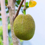 Vietnam-jackfruit-unboxgreen-product-01-e-05