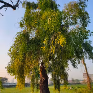 Acacia-auriculiformis-Akshmoni-unboxgreen-product-01-b