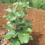 Butea-monosperma-Palash-unboxgreen-product-01-a