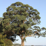 Eucalyptus-Globulus-unboxgreen-product-01-c