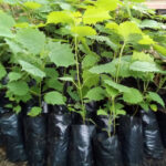 Gmelina-arborea-unboxgreen-product-01-a