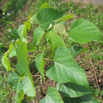 Gmelina-arborea-unboxgreen-product-01-b