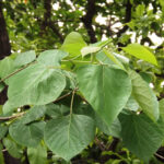 Gmelina-arborea-unboxgreen-product-01-c