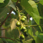 Gmelina-arborea-unboxgreen-product-01-d