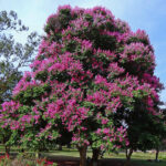 Lagerstroemia-speciosa-unboxgreen-product-01-a