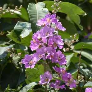 Lagerstroemia-speciosa-unboxgreen-product-01-c
