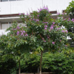 Lagerstroemia-speciosa-unboxgreen-product-01-d