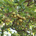 Madhuca-longifolia-Mouhya-unboxgreen-product-01-a