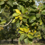 Madhuca-longifolia-Mouhya-unboxgreen-product-01-b