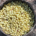 Madhuca-longifolia-Mouhya-unboxgreen-product-01-d