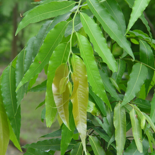 Polyalthia Longifolia-Ashok Plant for Sale | UnboxGreen