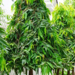 Polyalthia-Longifolia-Ashok-Unboxgreen-Product-01-d