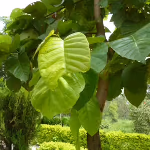 Shorea-Robusta-Sal-Unboxgreen-Product-01-a