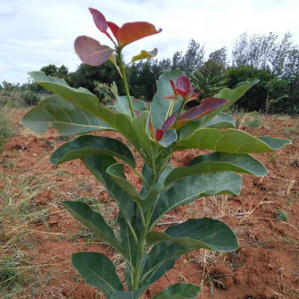 Terminalia Bellirica Behara Unboxgreen Product 01 A