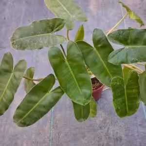 Philodendron Burle Marx Plant 1 unboxgreen moz