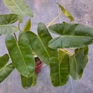 Philodendron Burle Marx Plant 2 unboxgreen moz