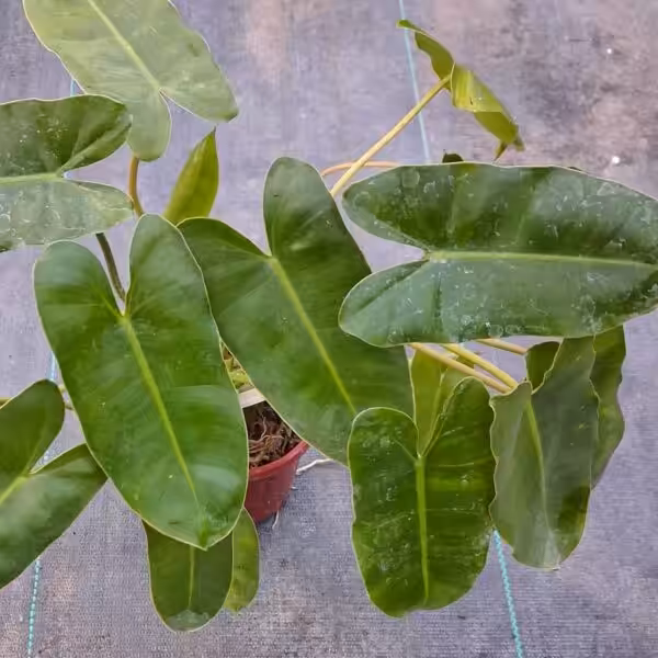 Philodendron Burle Marx Plant 2 unboxgreen moz Philodendron Burle Marx Plant 2 unboxgreen moz