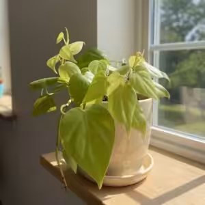 Philodendron Lemon Lime Plant UnboxGreen 01 Moz