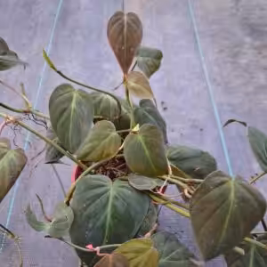Philodendron Micans Plant 1 unboxgreen moz
