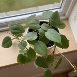 Philodendron Oxycardium Green Plant UnboxGreen 02 Moz