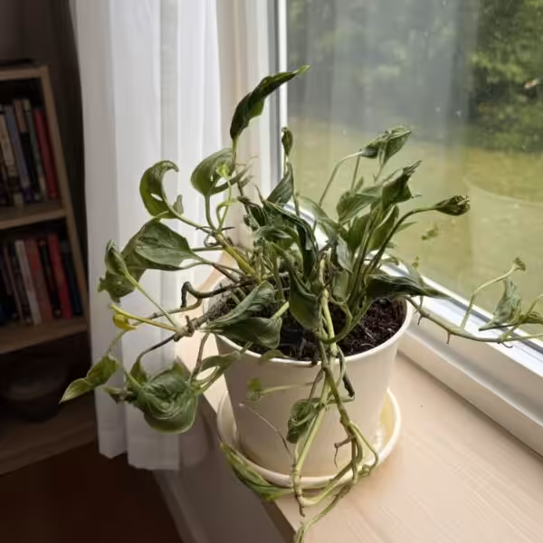 Epipremnum Aureum 'Shangri La' Sleeping Pothos UnboxGreen 02 Moz Epipremnum Aureum 'Shangri La' Sleeping Pothos UnboxGreen 02 Moz