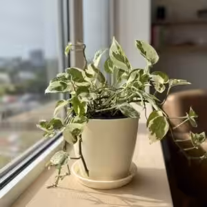 N’joy Money Plant Pothos UnboxGreen 01 Moz