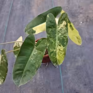 Philodendron Burle Marx Variegated Plant 1 unboxgreen moz