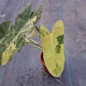 Philodendron Burle Marx Variegated Plant 2 unboxgreen moz