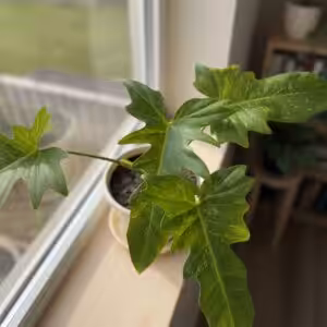 Philodendron Golden Dragon Plant UnboxGreen 02 Moz