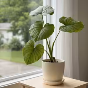 Philodendron Mamei Plant UnboxGreen 01 Moz