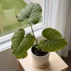 Philodendron Mamei Plant UnboxGreen 02 Moz