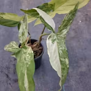 Syngonium Podophyllum Albo Variegatum 2 unboxgreen moz