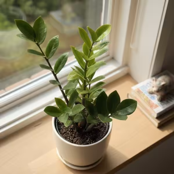 Zamioculcas Zamiifolia - Zz Plant UnboxGreen 02 Moz Zamioculcas Zamiifolia - Zz Plant UnboxGreen 02 Moz