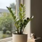 Zamioculcas Zamiifolia - Zz Plant UnboxGreen 03 Moz